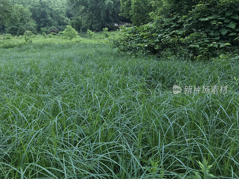 湿地的沼泽草