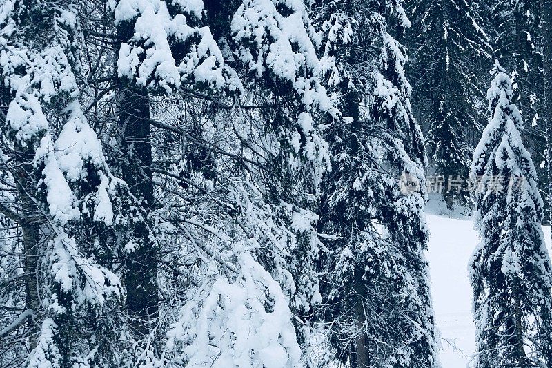 在欧洲阿尔卑斯山脉，冰雪覆盖的冬季景观和森林