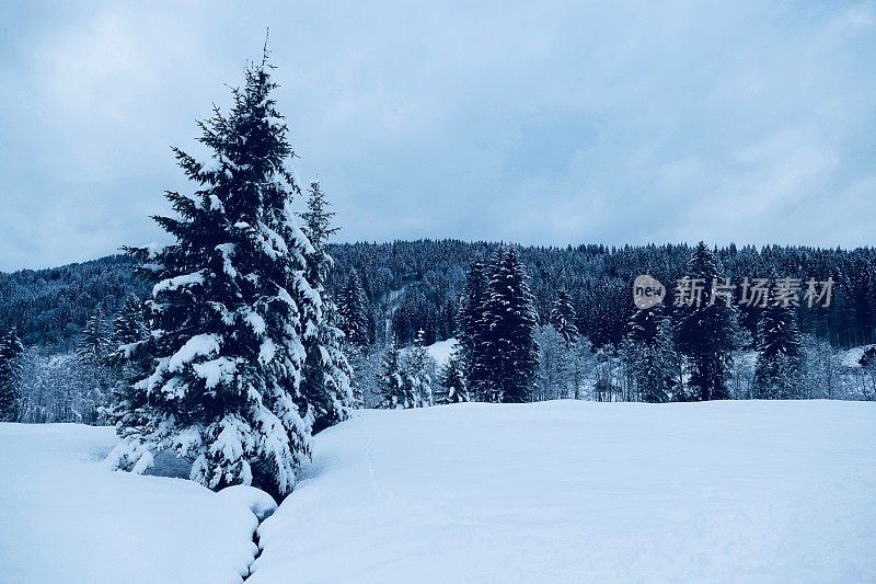 在欧洲阿尔卑斯山脉，冰雪覆盖的冬季景观和森林