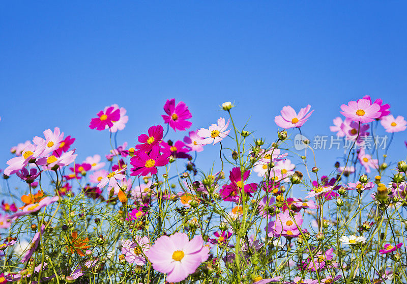 晴空下的宇宙花