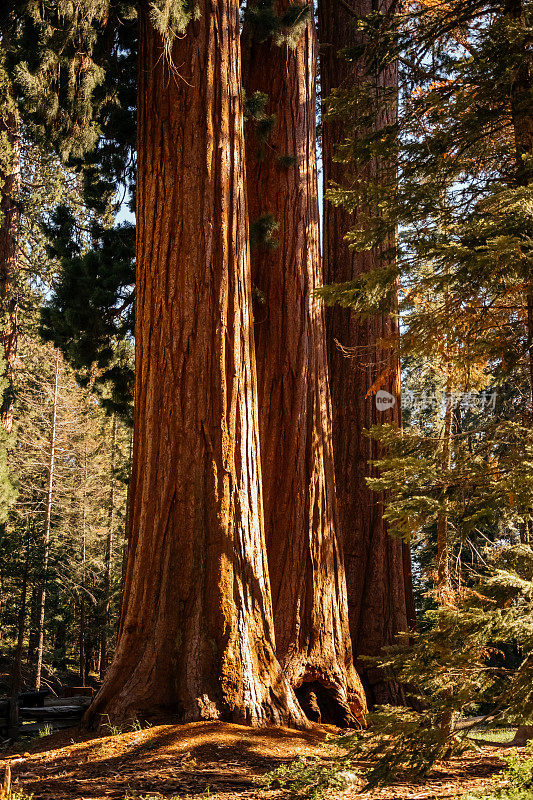 红杉国家公园里风景如画的巨型红杉