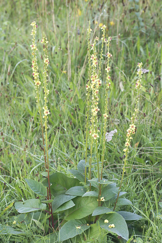 黑毛蕊花