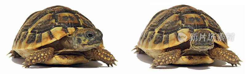 龟背龟孤立于白色背景上