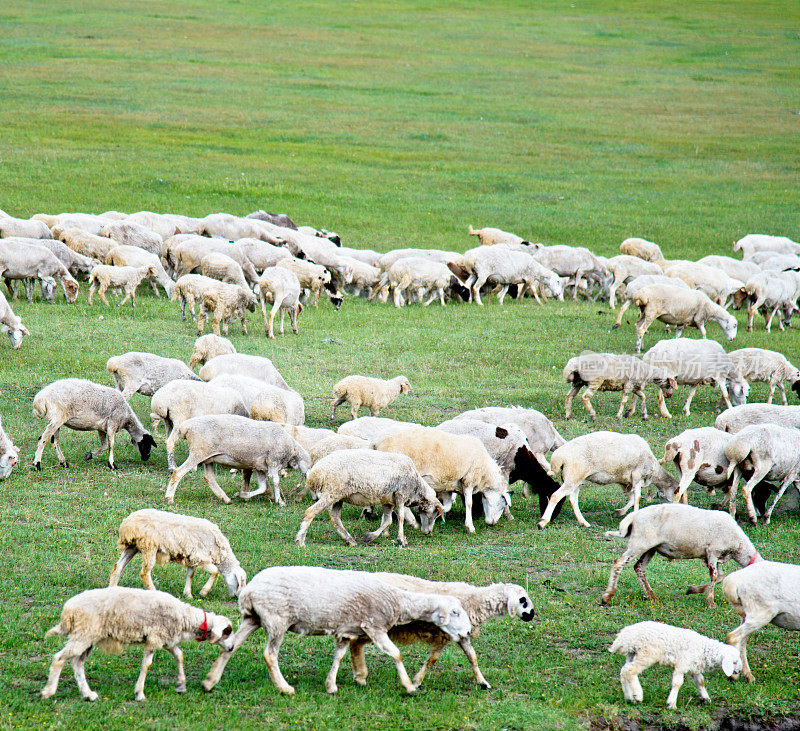绿色草地上的一大群羊