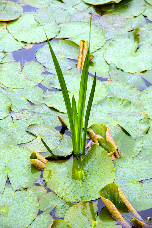 水草