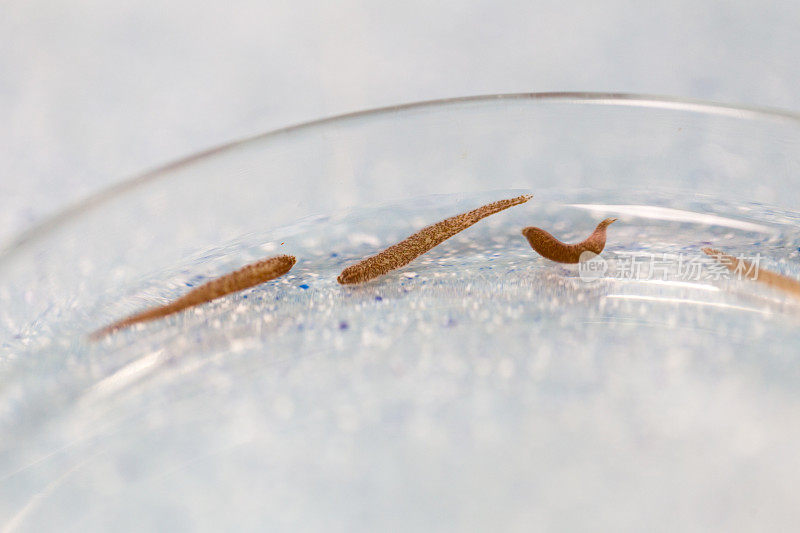 水蛭是一种分节蠕虫，属于环节动物门，组成水蛭亚纲，生活在稻田蟹。