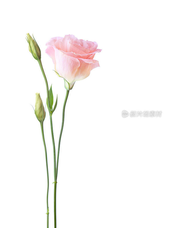 开在白色背景上的口水仙的淡粉红色花。
