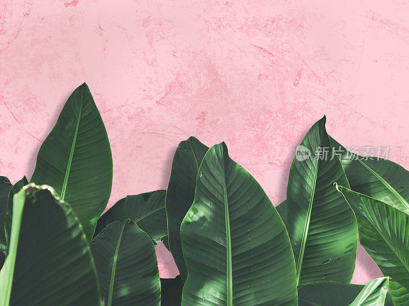 近距离看，绿色的芭蕉叶覆盖着粉红色的垃圾混凝土墙。