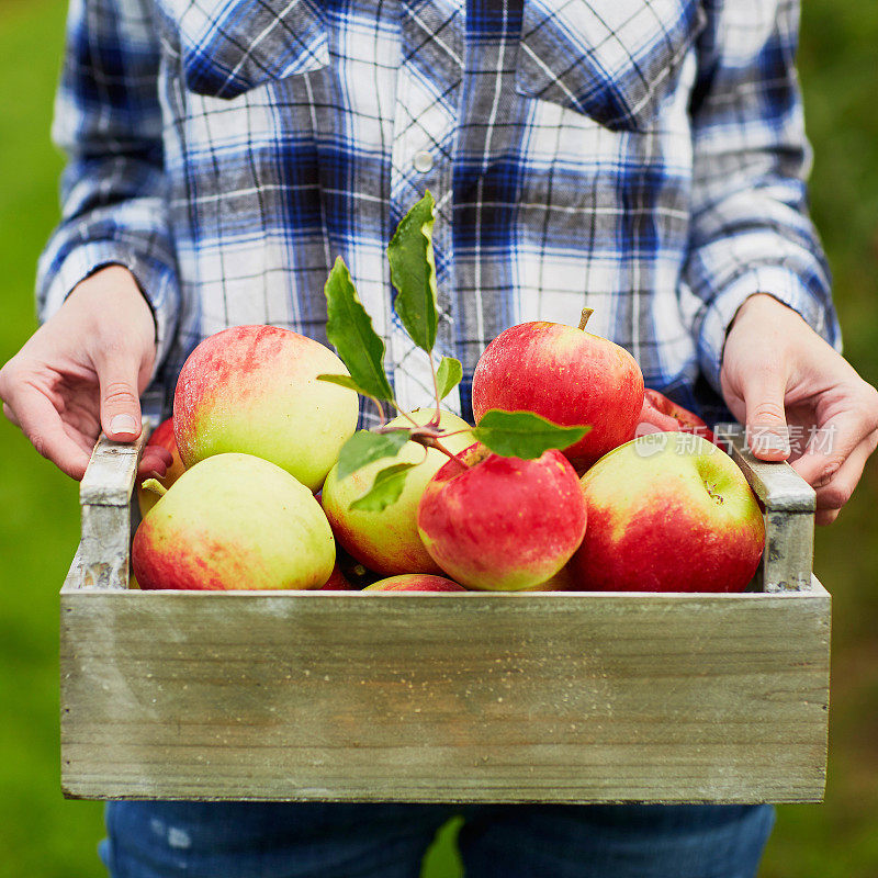 一个女人在农场里抱着一箱成熟的红苹果