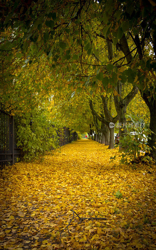 美丽的秋天公园小巷。树上长着黄叶