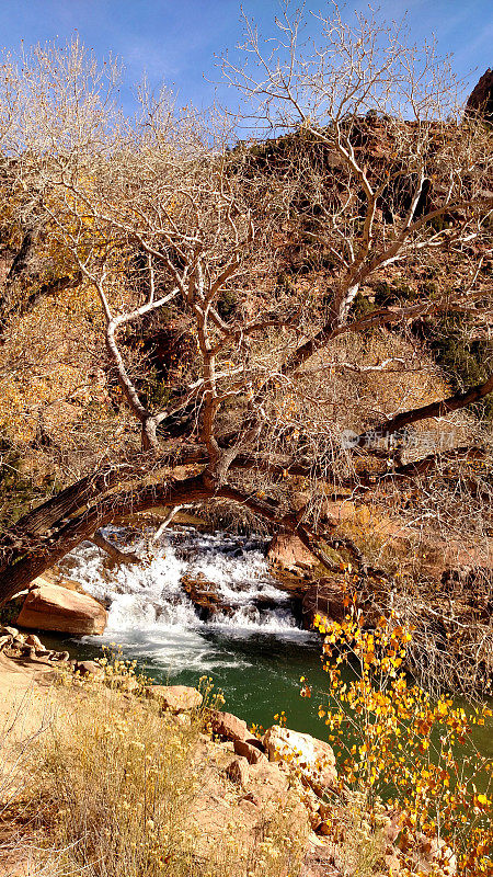 犹他州斯普林代尔锡安国家公园Virgin河上的瀑布和小型导流坝