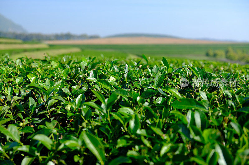 茶叶种植园字段