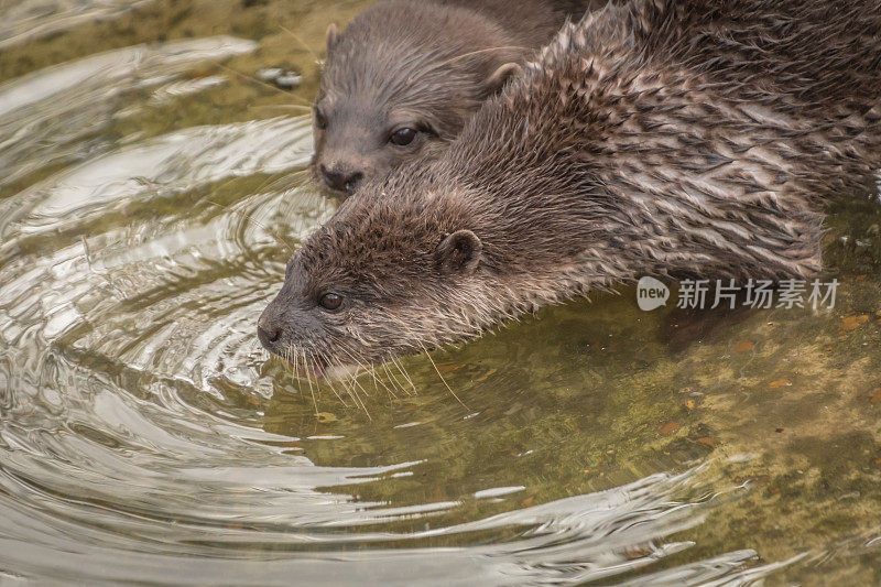 水獭饮用水