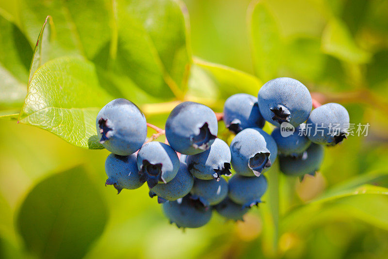 新鲜的蓝莓在果园农场的蓝莓丛中