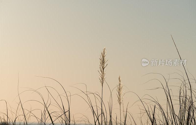 芦苇草的剪影在日落在海滩