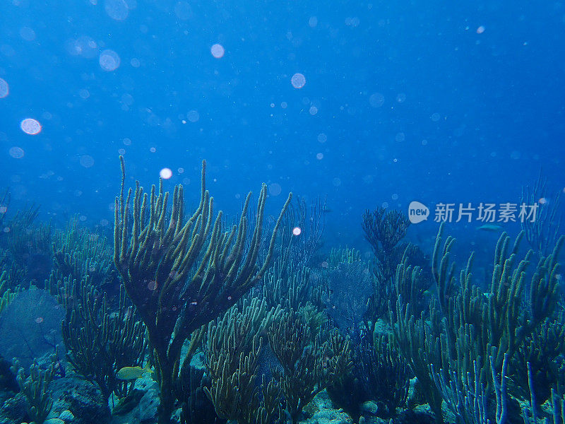 热带海底礁石