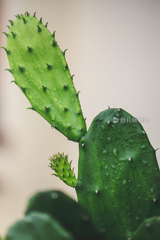 仙人掌，哥斯达黎加热带植物