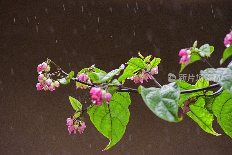 滴雨