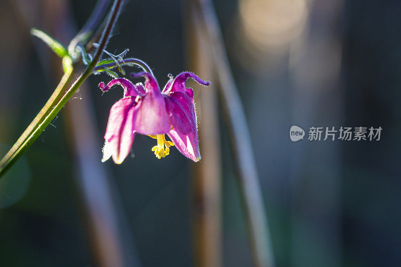 红色的花在神奇的光