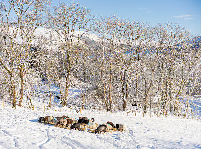 绵羊在苏格兰冬天的雪中进食