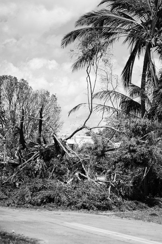 佛罗里达州迈阿密的树木被飓风毁坏