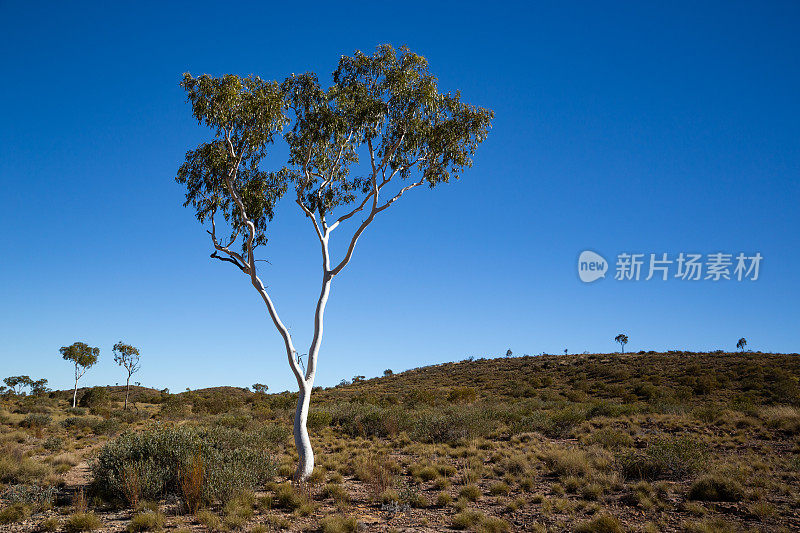 一块白色的幽灵口香糖伫立在澳大利亚的沙漠中
