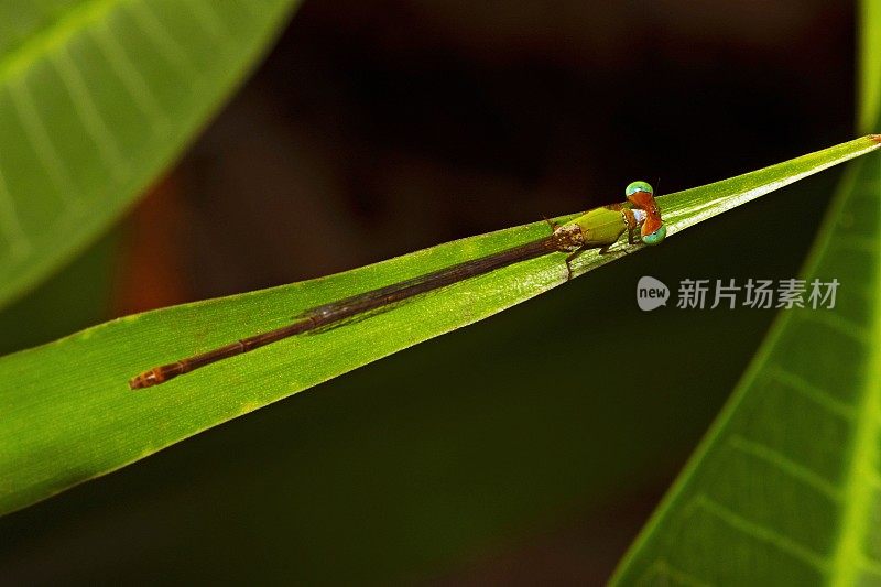 草叶上的蜻蜓(鸟瞰图)