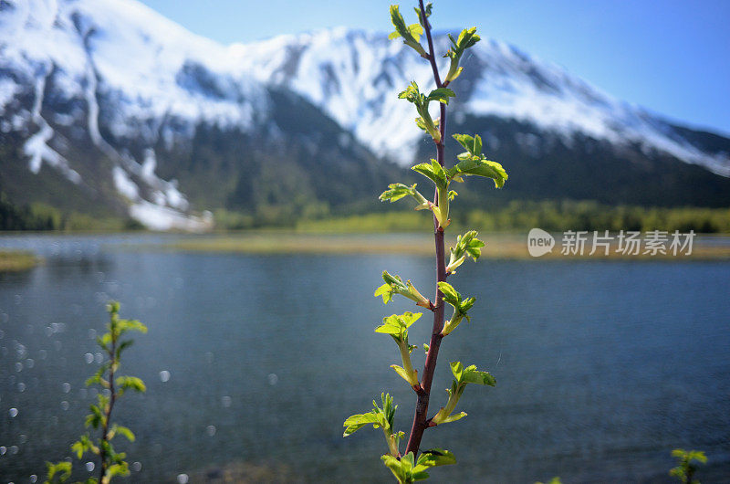 在雪山前种植