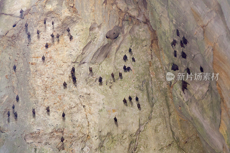 蝙蝠悬挂在岘港梵通洞穴的天花板上