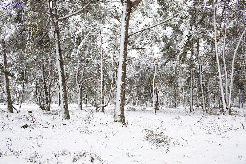 雪景在寒冷的冬日里与新鲜的雪