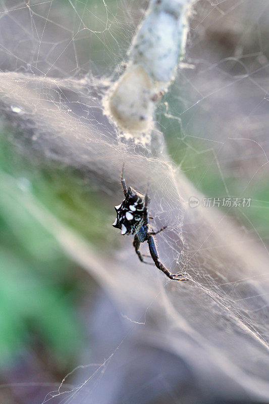 热带帐篷-蜘蛛网蜘蛛-香茅