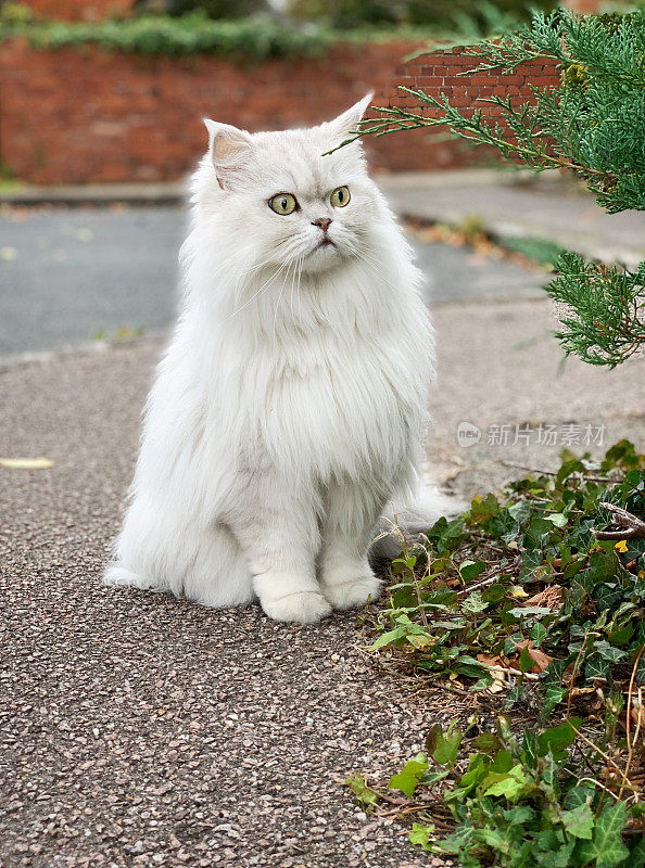 可爱的英国长毛猫坐在街上，英国