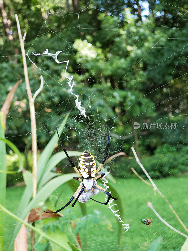 蜘蛛，网上的黄色花园蜘蛛