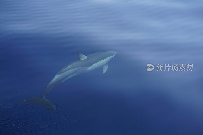 海豚(鲸类)游泳的侧面