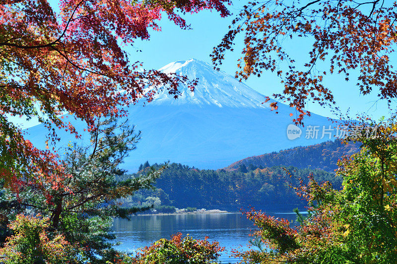 日本富士五湖地区的富士山和秋叶