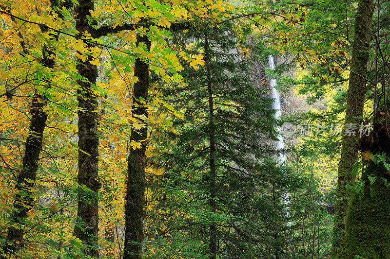 俄勒冈森林的拉图瑞尔瀑布