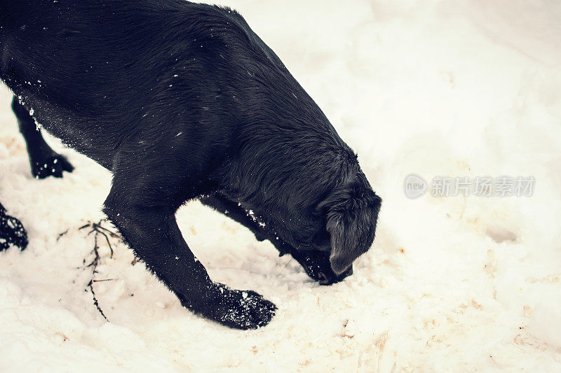 玩雪