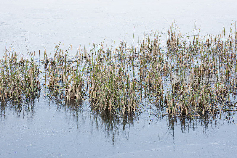 冰冻的湖和枯萎的稻草