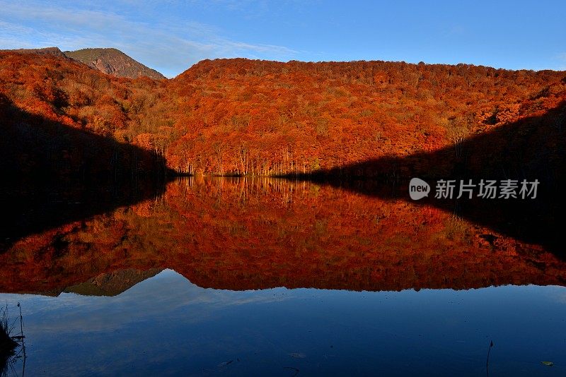 日本东北部和田市秋季沼泽的光影