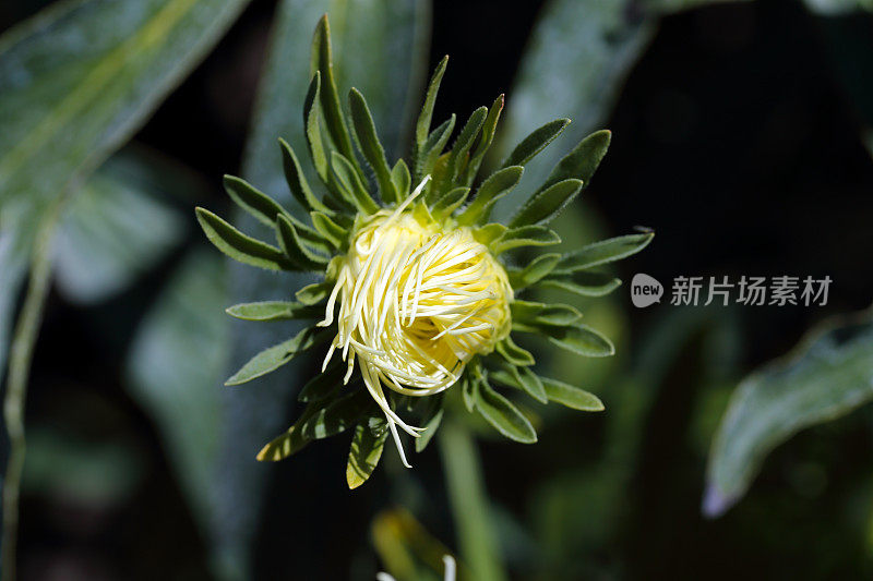 特里菊花。Aster萌芽状态。