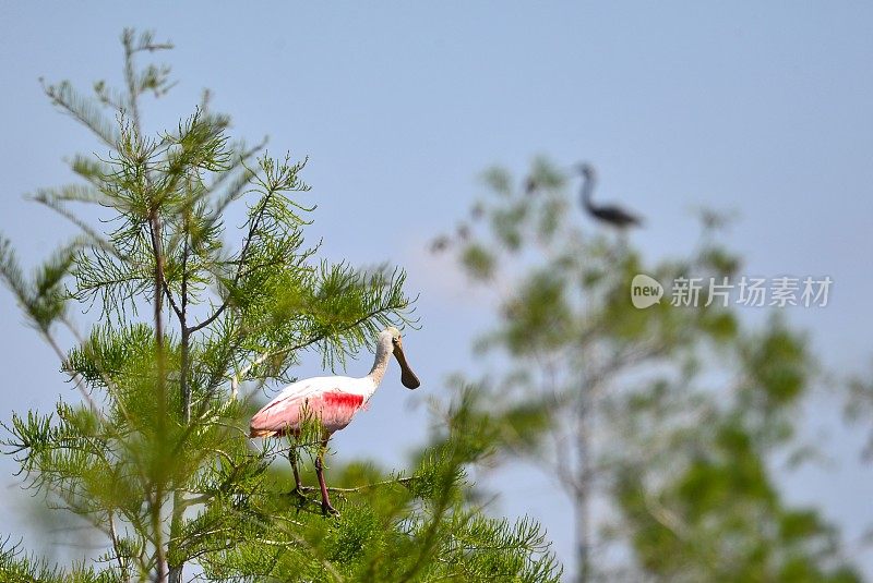 一只玫瑰琵鹭栖息在树上