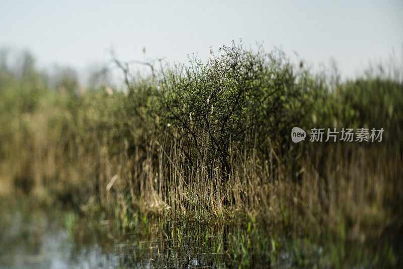 典型的荒野芦苇，水和树木在havelland地区，德国