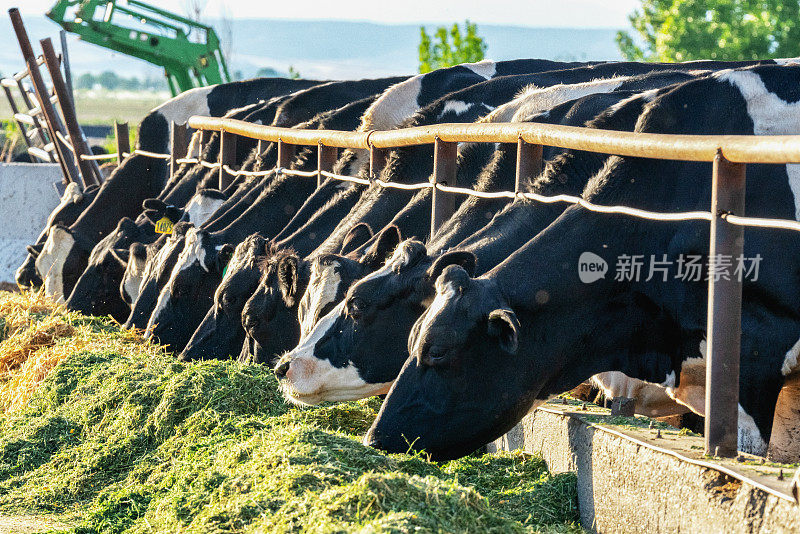 在犹他州农村的一个奶牛场，给一群奶牛喂食的时间