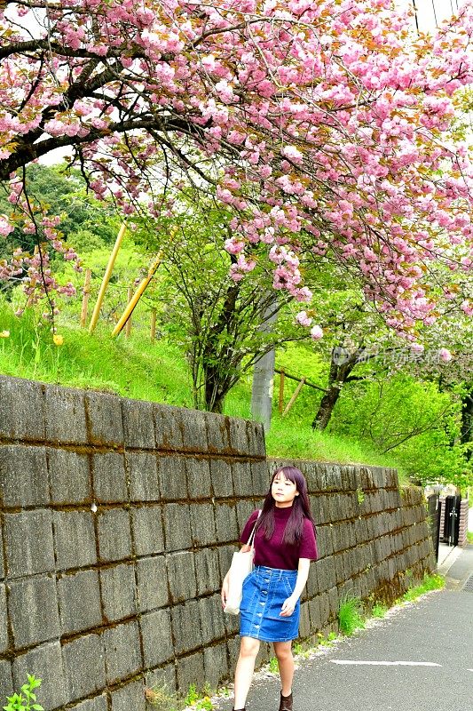 年轻的日本女人走在东京八王子的樱花下