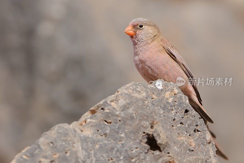 雄性号手雀——长尾海鸟坐在岩石上，美丽的粉红色和盖歌鸟生活在沙漠和半沙漠的北非加那利群岛。
