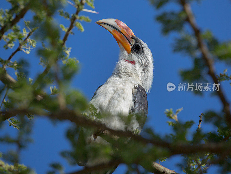 埃塞俄比亚:德肯犀鸟