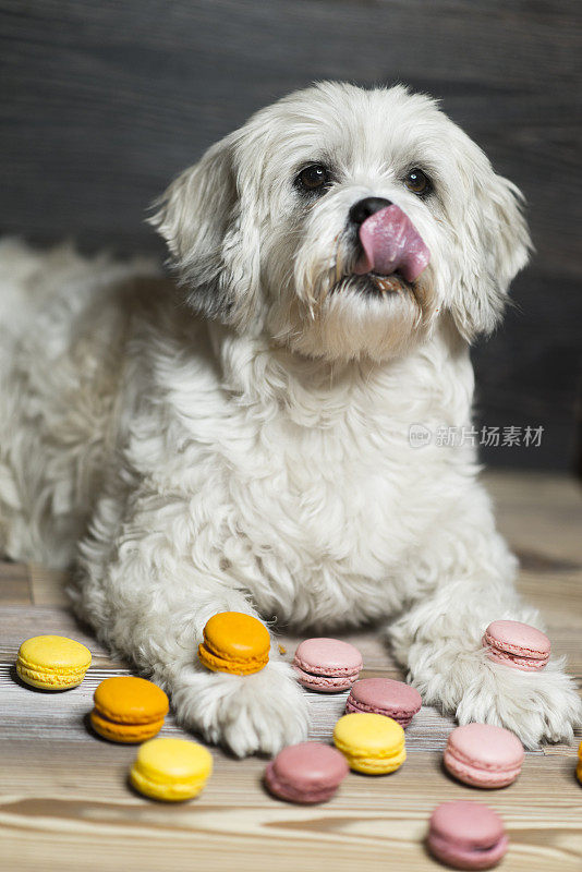 可爱的西施犬吃了杏仁饼干后舔自己的鼻子