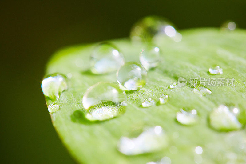 雨滴落在绿叶上的特写镜头