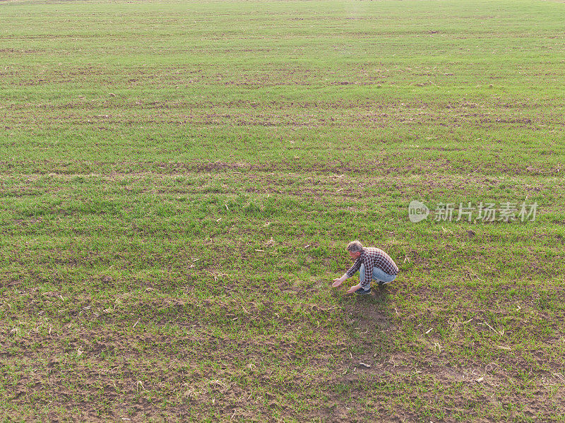 英俊的成年农民在早春视察他的小麦苗圃。鸟瞰图。
