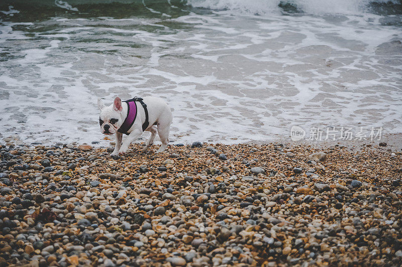 英国多塞特卵石海滩上的一只法国斗牛犬